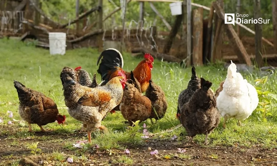 Confirman casos de influenza aviar en aves de corral en la Región de Los Lagos