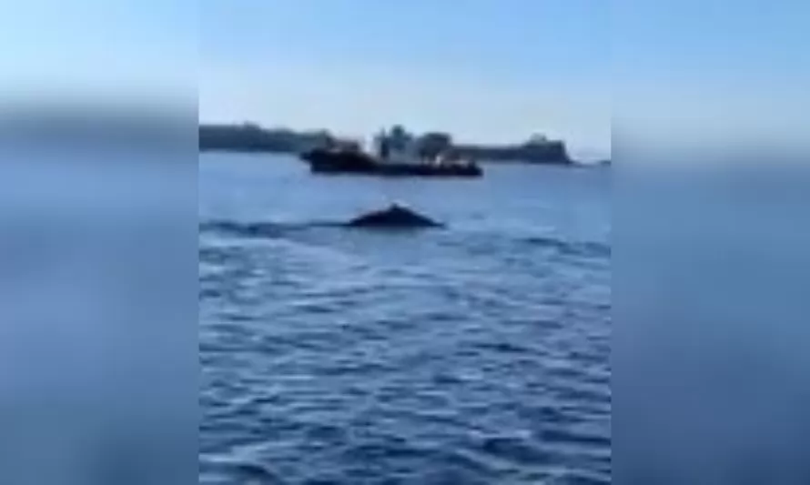 [Video] Ballena fue liberada por pescadores en Calbuco