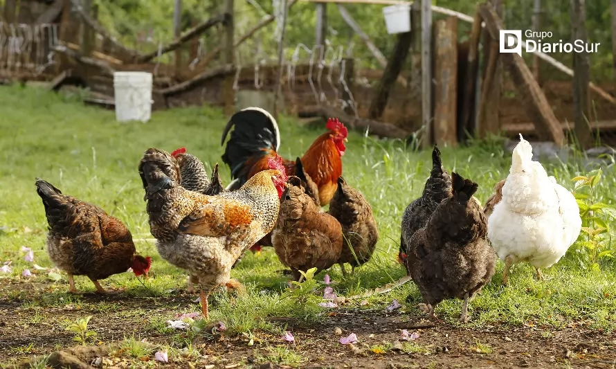 SAG confirma primer caso influenza aviar en la Provincia de Osorno