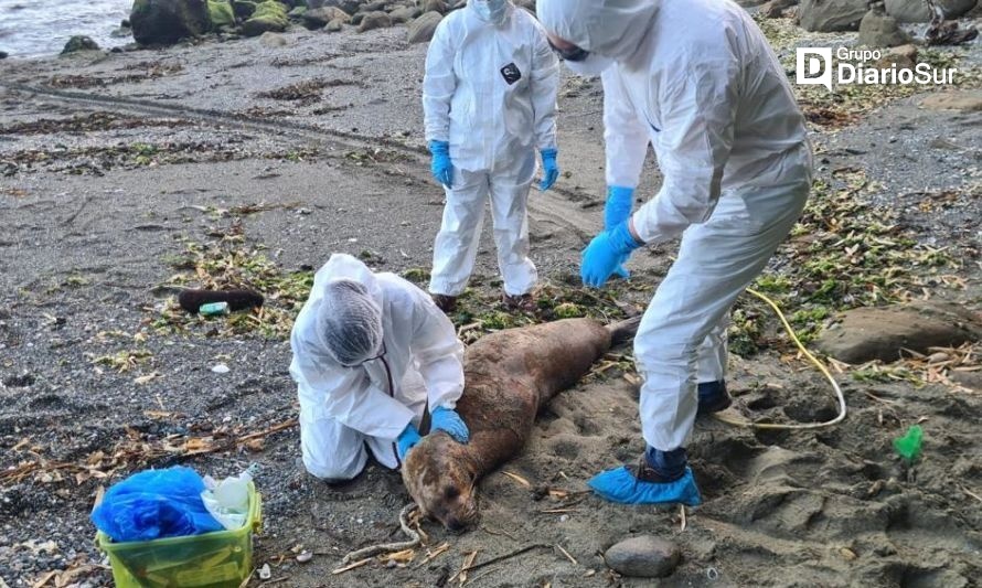 Sernapesca Los Lagos confirma primer caso de influenza aviar de alta patogenicidad en fauna marina protegida en la región