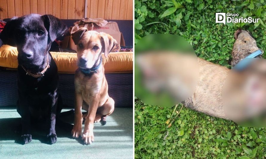 Lanzan restos de perrito cercenado cerca de un jardín infantil en la Región de Los Ríos