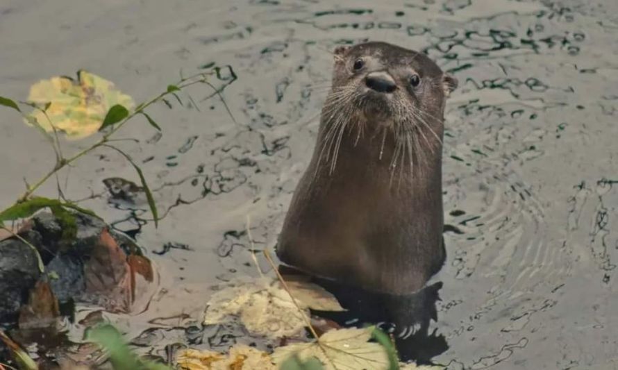 Huillín o lobito de río patagónico. Imagen compartida por @karlitaMapu.