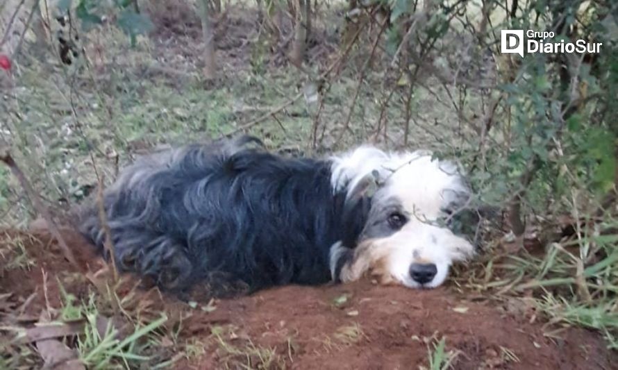 Cosmo busca un hogar: Perro fue atropellado en ruta Osorno a la Costa