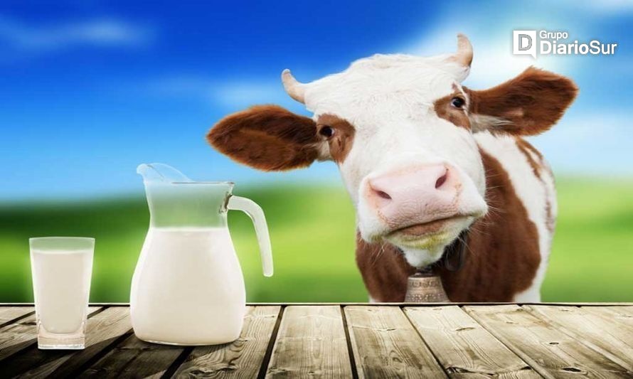 Osorno celebrará día de la leche