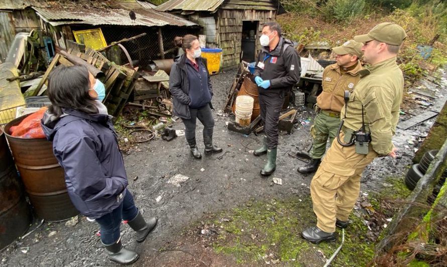 Municipio de Puerto Varas inicia acciones legales por maltrato animal 