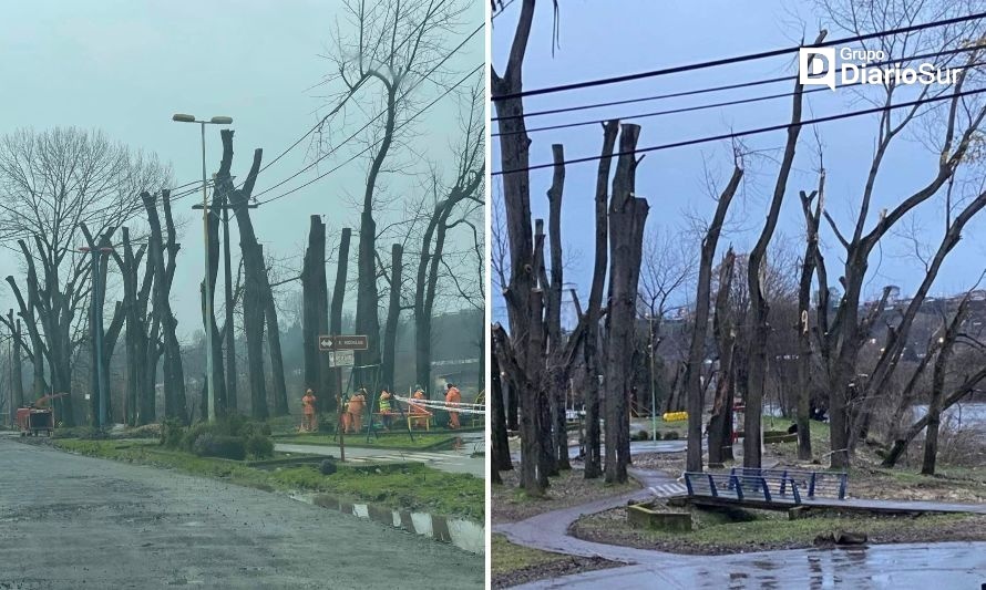 Denuncian "mutilación" de árboles en plazas de Osorno