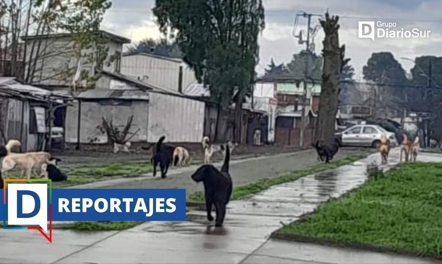 Con el paso de los años la presencia de animales abandonados en las calles de ha incrementado. Imagen referencial. Crédito: Cedida.