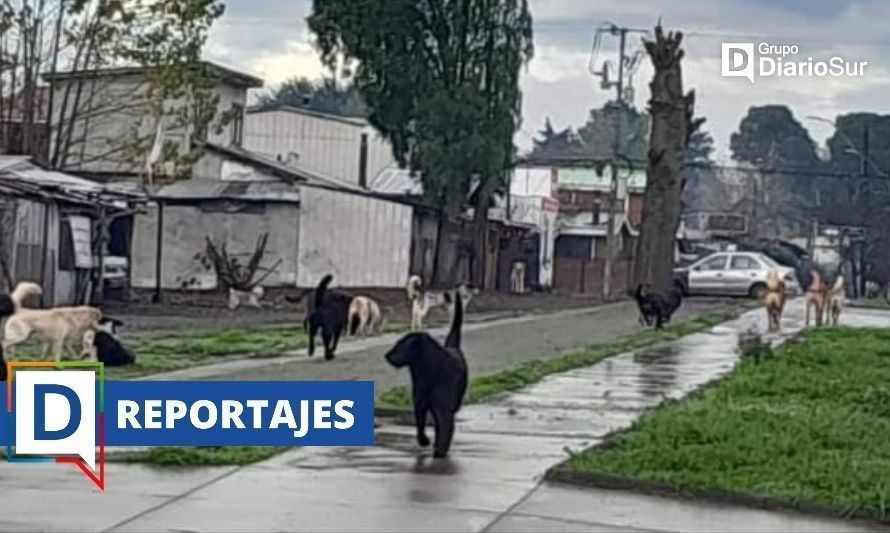 Perros abandonados, un problema de toda la sociedad