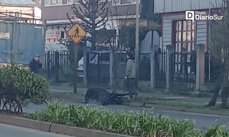 Vacuno cayó desde camión en calle de Osorno