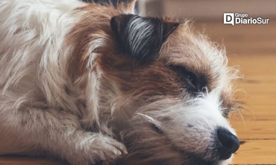 Realizarán esterilización de mascotas en Osorno