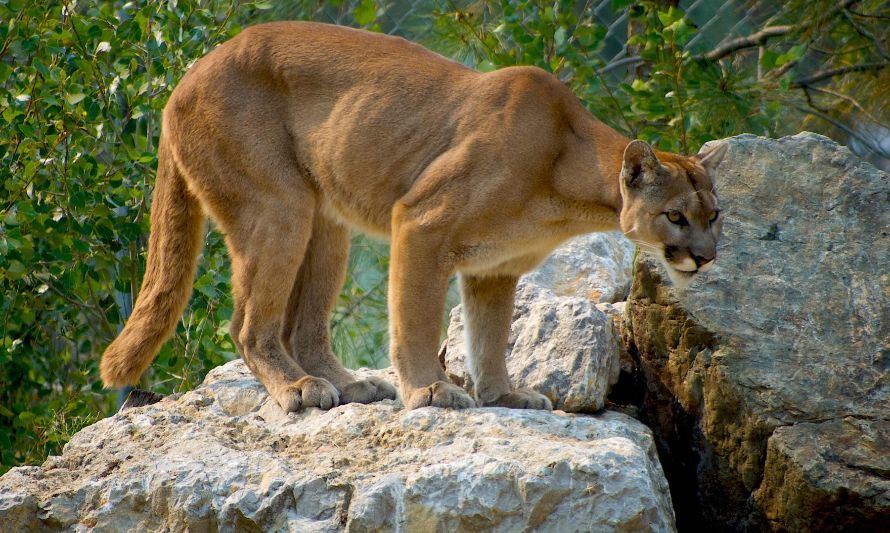 Académico UACh llama a evidenciar si fue un puma el que atacó a mujer en Petrohué 