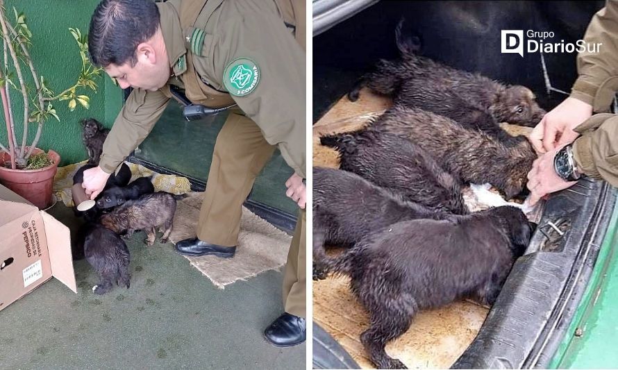 Carabineros rescató camada de cachorros abandonados en Osorno