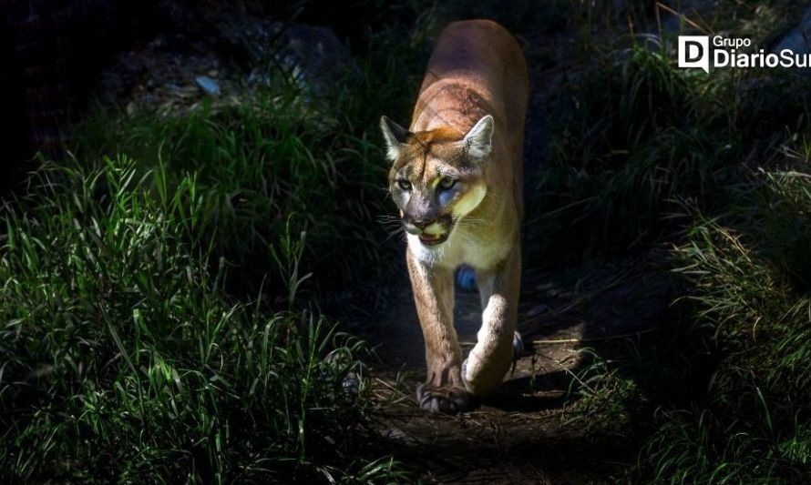 Descartan que muerte de adulta mayor de Puerto Varas sea por ataque de puma 