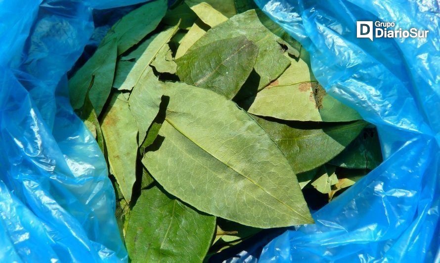 Aysén: investigan a docente que suministró hojas de coca a sus alumnos