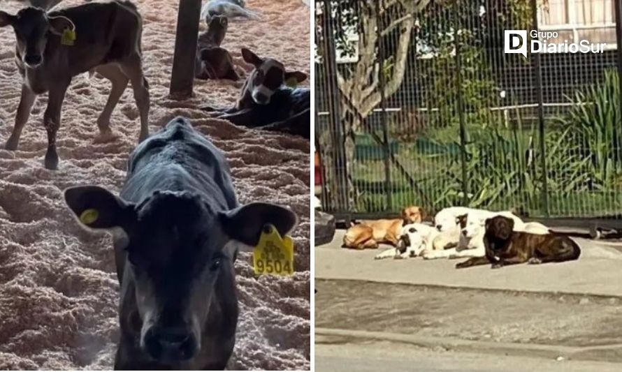 Osornino ha perdido más de 30 terneros por ataque de perros en Pilauco