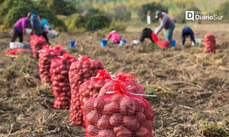 SAGO estima que escasez de papas se extendería hasta diciembre 