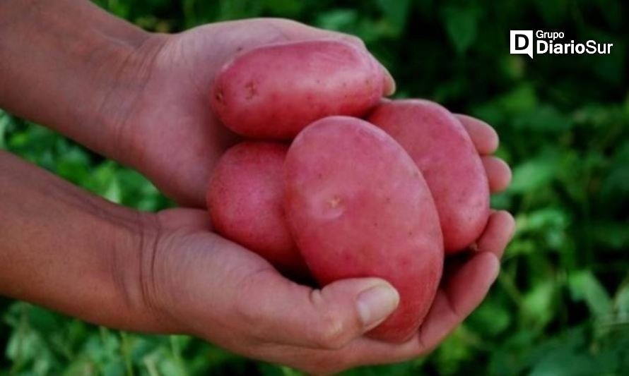 Papas bajan sus precios por primera vez en semanas