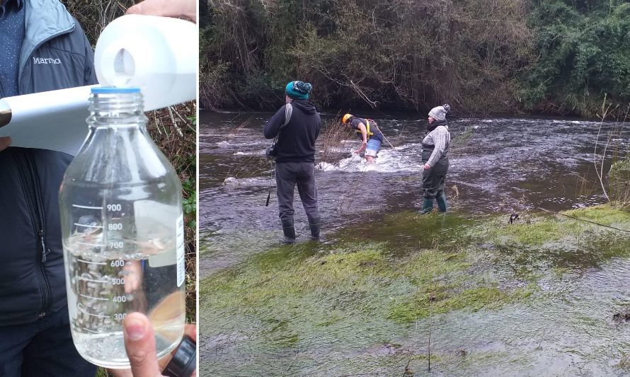 Realizan segundo muestreo en el río Damas de Osorno