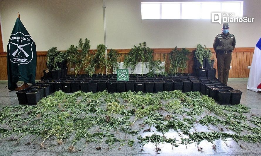Decomisan plantas de marihuana avaluadas en más de $800 millones en Chiloé