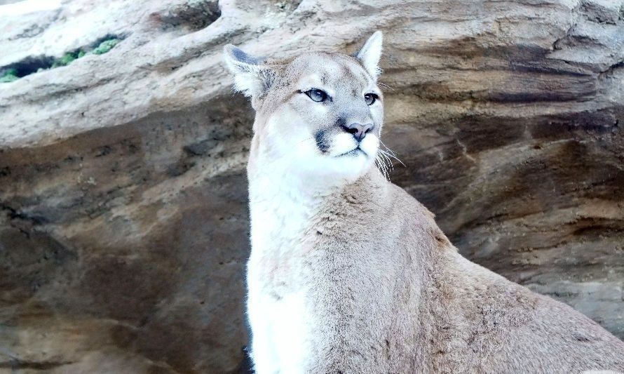 Cámaras de Conaf registran recorrido de pumas en Parque Nacional Alerce Costero