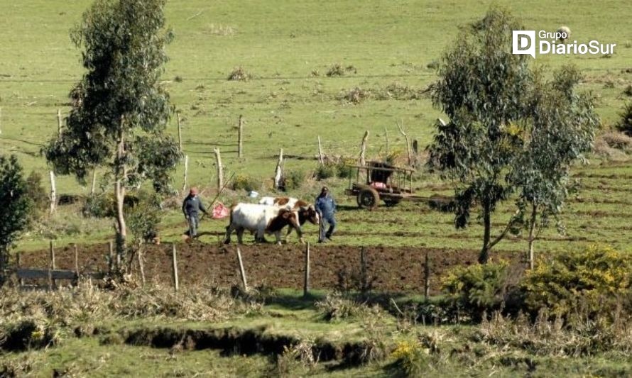 Ordenan a Comunidad Mapuche devolver terrenos en Puyehue