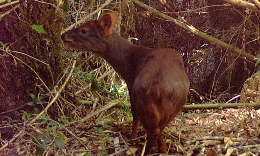 Investigación revela abundante presencia de pudúes en Provincia de Osorno