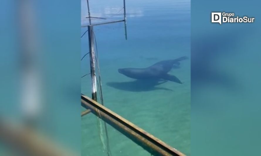 Explican presencia de lobos marinos en el Ranco y llaman a no acercarse 