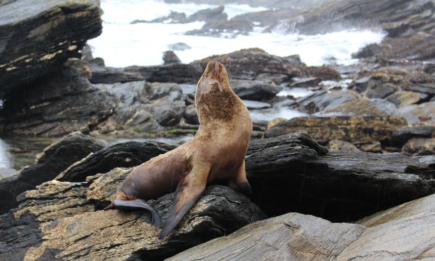 Osorno: Sernapesca llama a avistar la fauna marina con responsabilidad