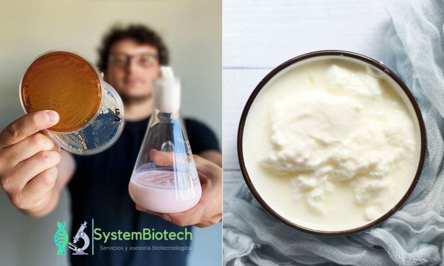 Startup osornina desarrolla revolucionario yogurt en base a psicobióticos para mejorar la salud mental 