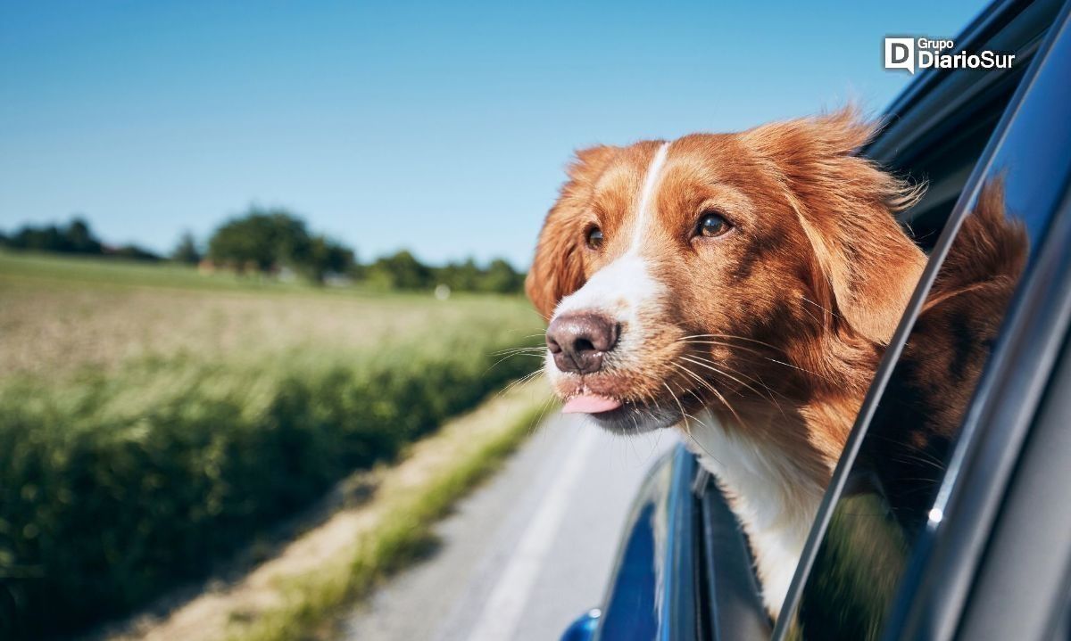 Vacaciones con mascotas: requisitos para salir e ingresar a Argentina 