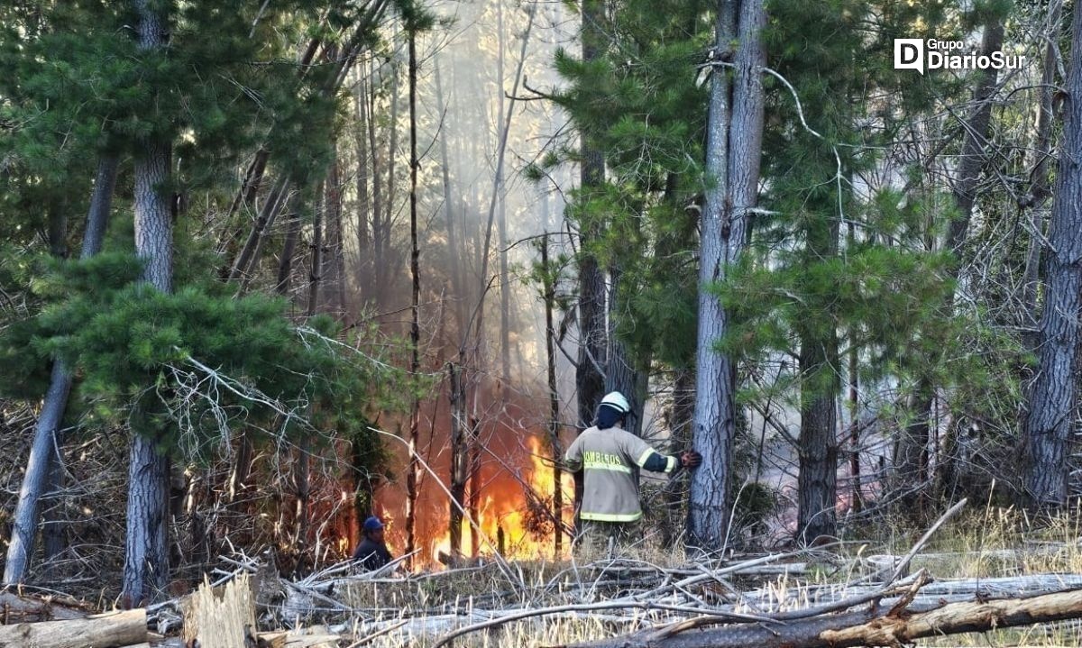 Hay cuatro incendios forestales en combate en la Provincia de Osorno