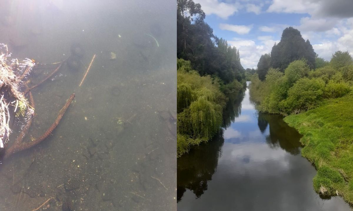 Reportan contaminación por basura en río Rahue de Osorno