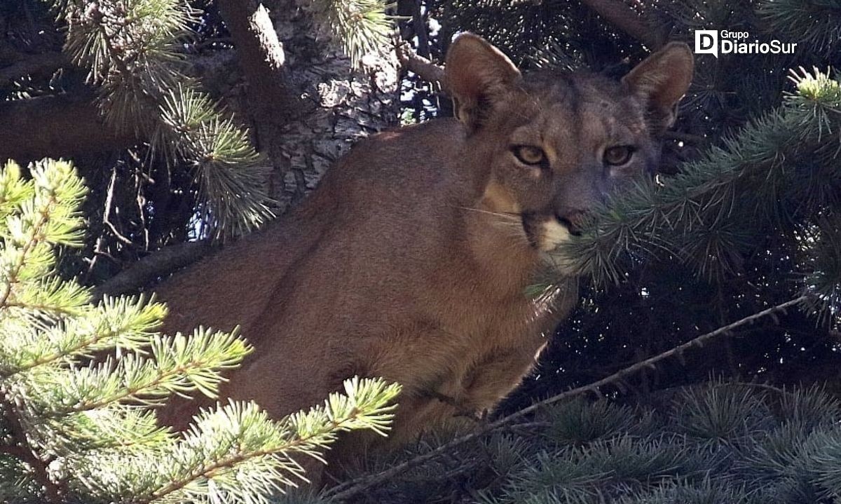 Ofician al Ministerio de Agricultura para tomar medidas urgentes ante amenaza de pumas en Puerto Montt