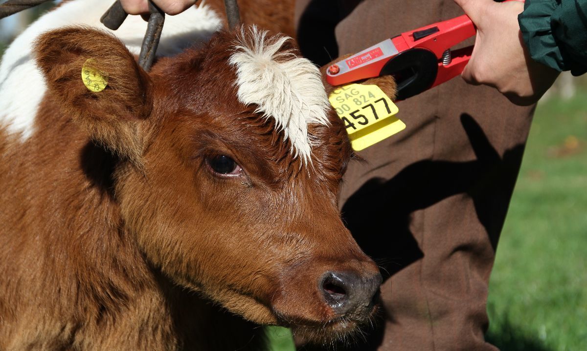 Más de 10 mil productores de la región de Los Lagos declararon sus animales en el SAG