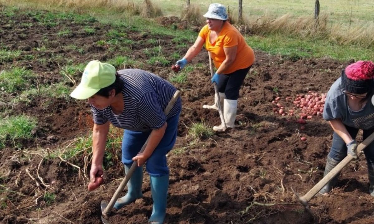 Puyehue: El trabajo del Comité de Agricultoras "Los Negros"