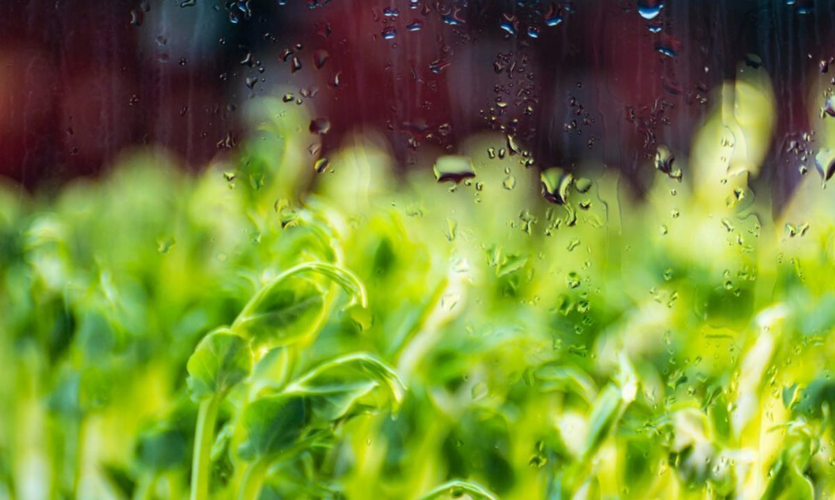 Agro clima: cómo se viene la semana del 29 de abril al 5 de mayo