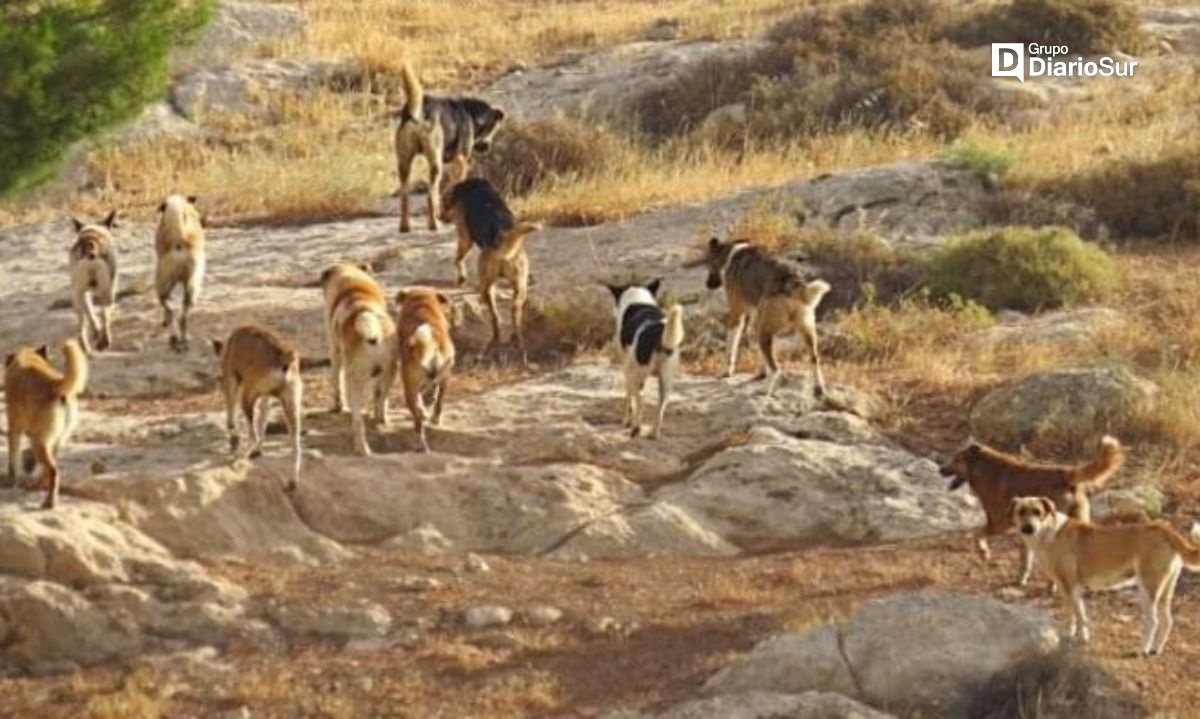 Autoridades regionales se congregan por problemática de perros asilvestrados