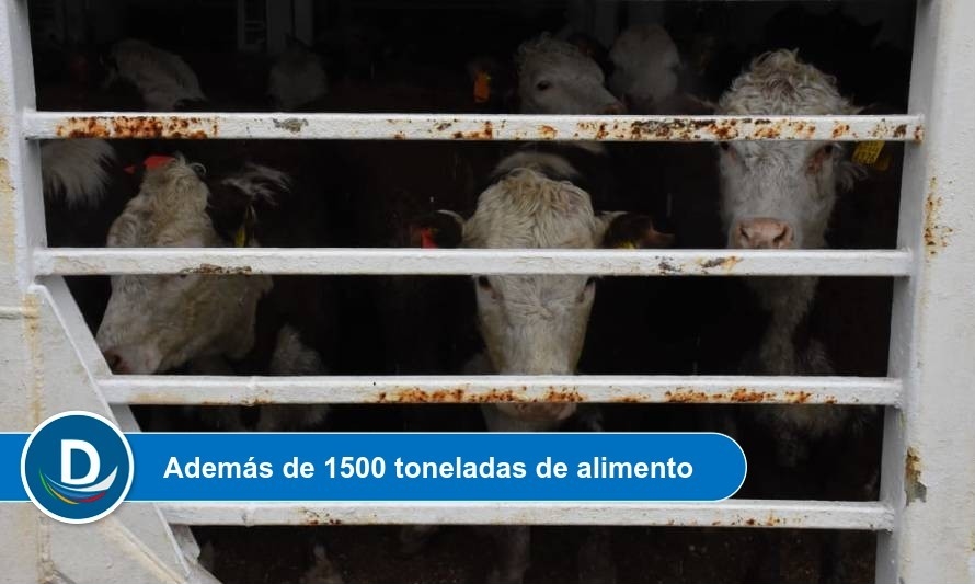 6 mil vaquillas se exportan en pie a China en segundo embarque de la temporada