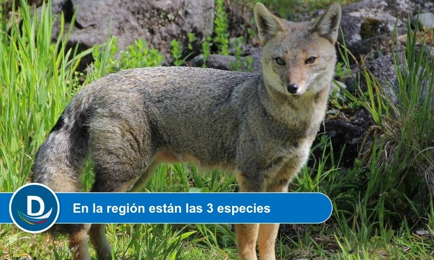 Fuente: SAG.