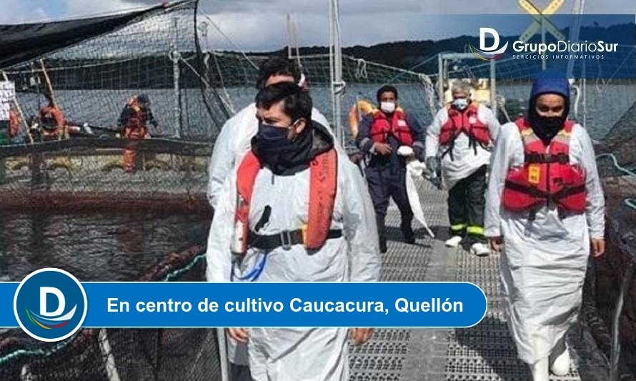 Sernapesca verifica presencia de virus ISA en Chiloé Central