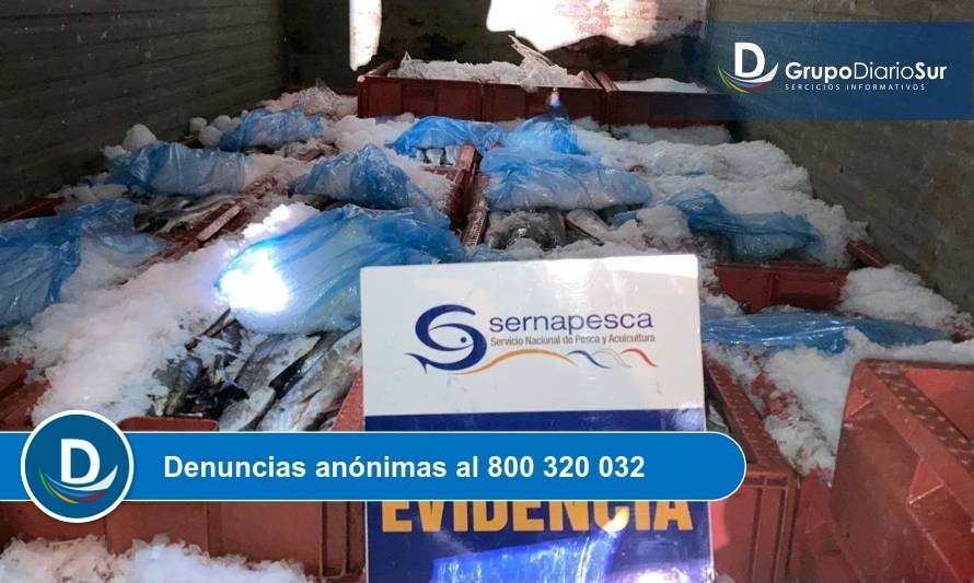 Sernapesca y Carabineros incautan 1.640 kilos de merluza del sur