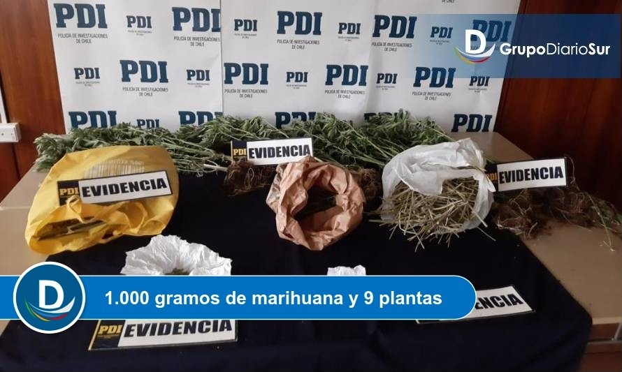 PDI detiene a pareja por microtráfico y cultivo de cannabis en Purranque