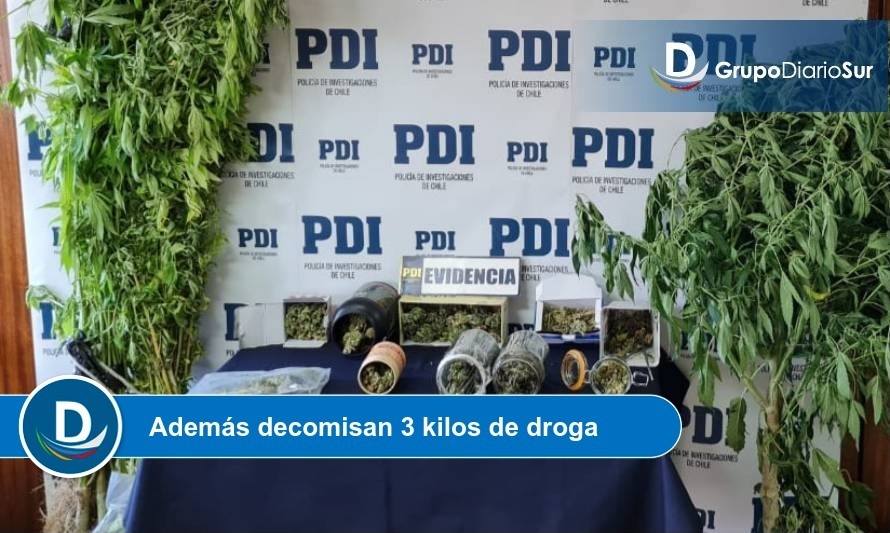 Por cultivo y tráfico de drogas PDI detiene a hombre en Puyehue