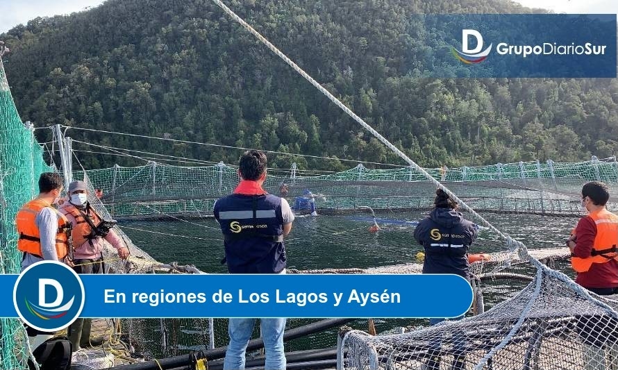 A cerca de 2.000 toneladas llega mortalidad de salmones por floraciones algales nocivas 