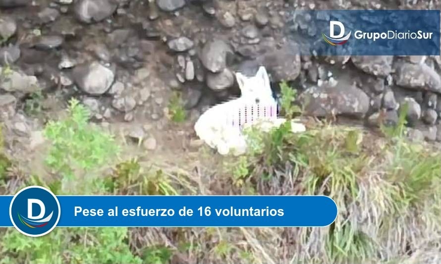 Urat no logró rescatar a perro atrapado en un cerro en Lago Ranco