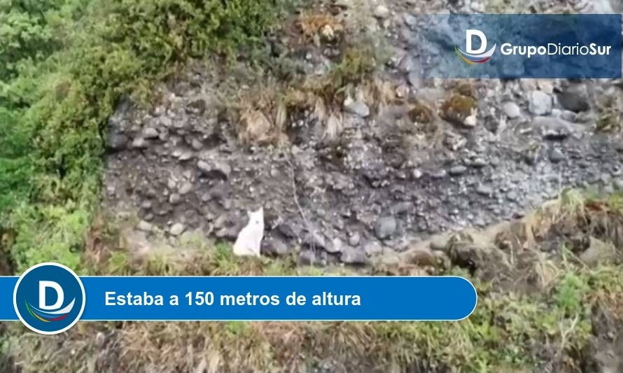 Sepa qué pasó con el perro blanco rescatado del cerro de Lago Ranco