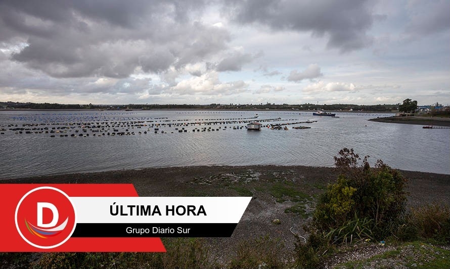 Sernapesca declara emergencia de plaga en Calbuco por presencia de alga exótica invasiva