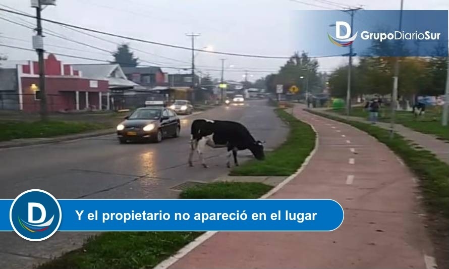 Peligro generan vacas en importante calle de Osorno
