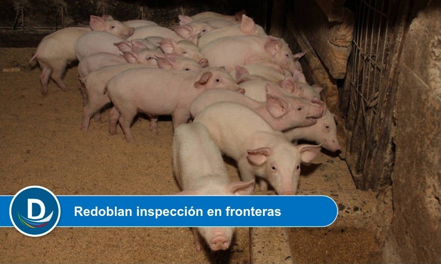 SAG levanta alerta tras foco de peste porcina en República Dominicana 