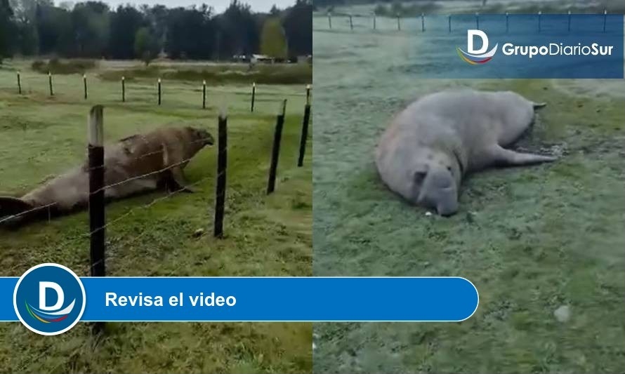 Increíble: captan a elefante marino en patio de una casa en Los Lagos